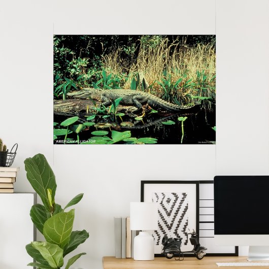 American Alligator Poster (Heimbüro)