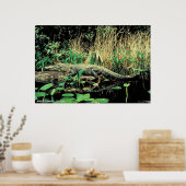 American Alligator Poster (Küche)