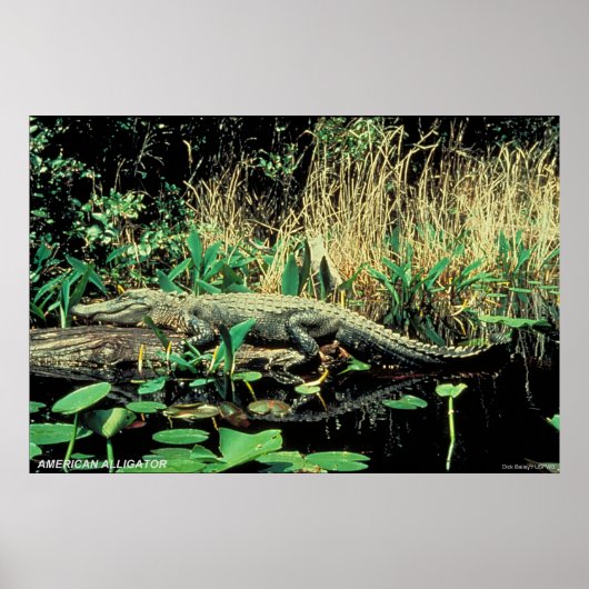 American Alligator Poster (Vorne)
