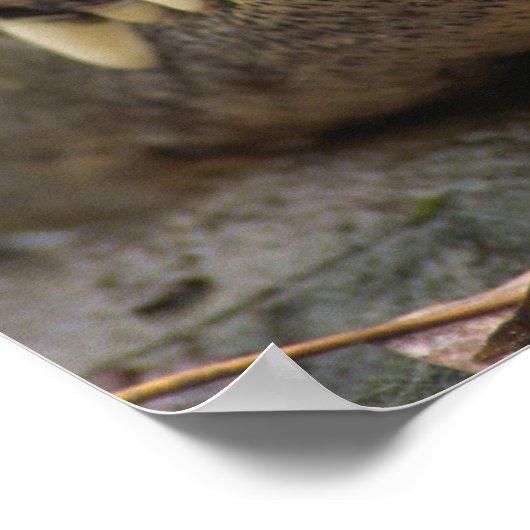 American Alligator Poster (Ecke)