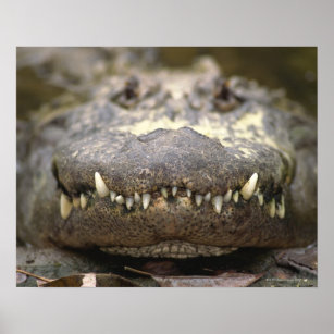 American Alligator Poster