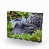 American Alligator unter den Pflanze - Lebhaft Fotoblock (Rechts)