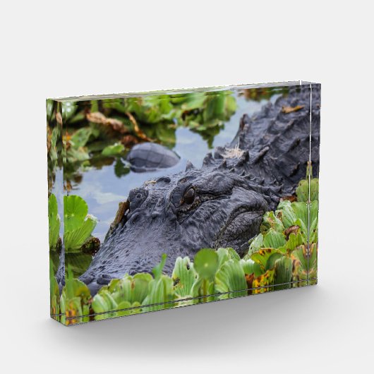 American Alligator unter den Pflanze - Lebhaft Fotoblock (Links)