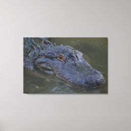American Alligator Wildlife Fotografy Leinwanddruck