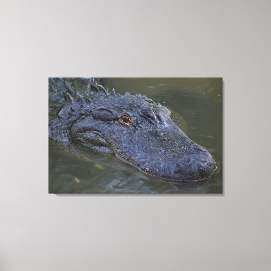 American Alligator Wildlife Fotografy Leinwanddruck (Vorderseite)