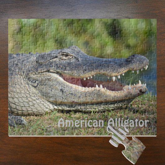 American Alligator Wildlife Fotografy Puzzle