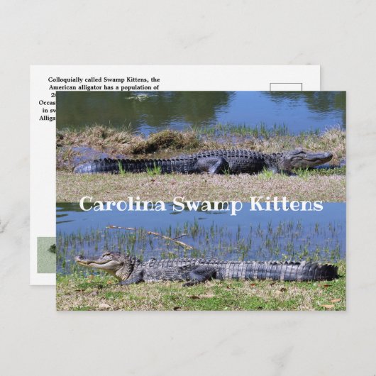 American Alligators Postcard Postkarte (Vorne/Hinten)