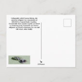 American Alligators Postcard Postkarte (Rückseite)