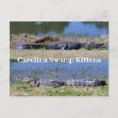 American Alligators Postcard Postkarte (Vorderseite)