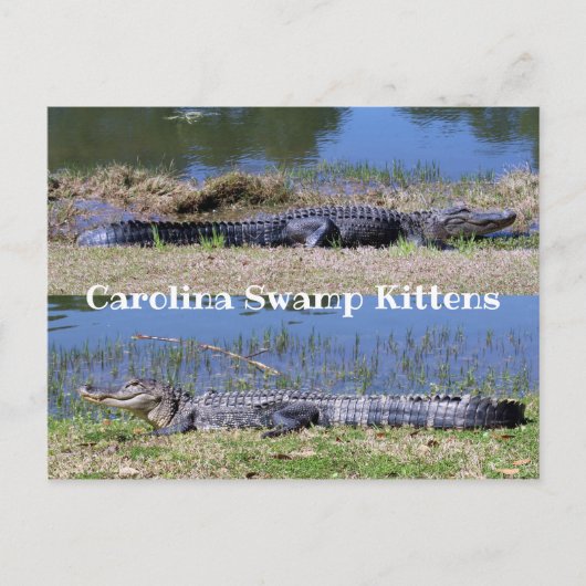 American Alligators Postcard Postkarte (Vorderseite)