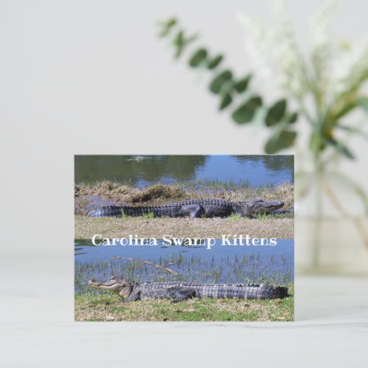 American Alligators Postcard Postkarte (Stehend Vorderseite)