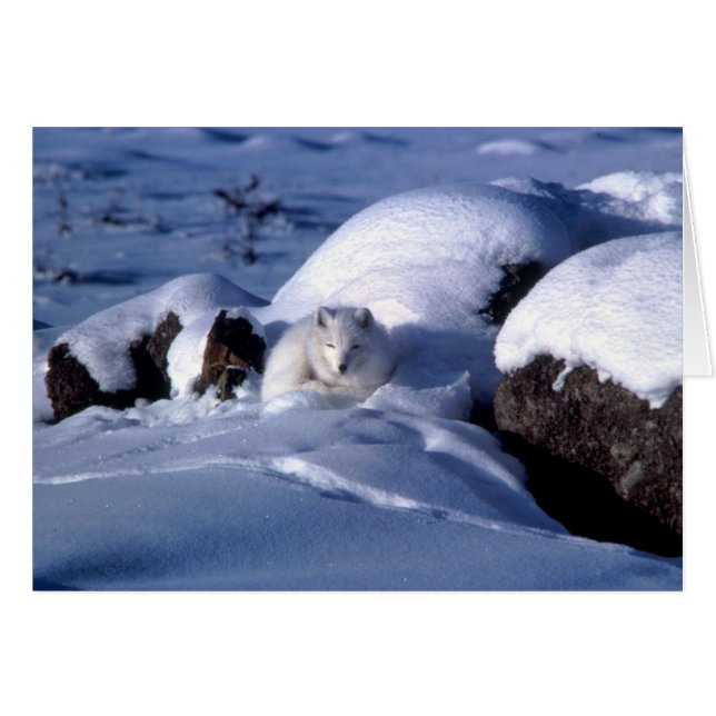 American Arctic Fox (Vorderseite (Horizontal))