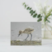 American Avocet Postcard Postkarte (Stehend Vorderseite)