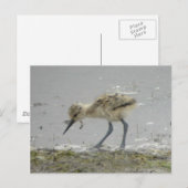 American Avocet Postcard Postkarte (Vorne/Hinten)