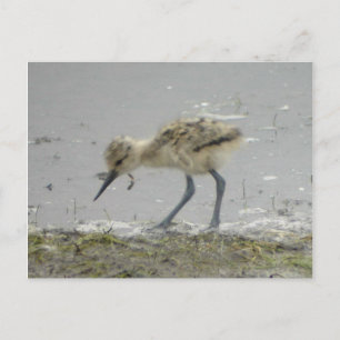 American Avocet Postcard Postkarte