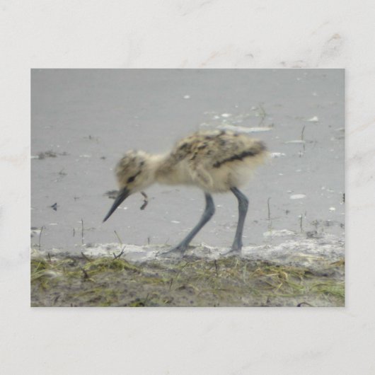 American Avocet Postcard Postkarte (Vorderseite)