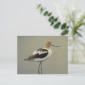 American Avocet Postcard Postkarte (Stehend Vorderseite)