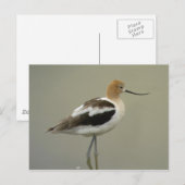 American Avocet Postcard Postkarte (Vorne/Hinten)