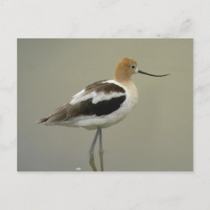American Avocet Postcard Postkarte