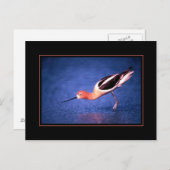 American Avocet Postcard Postkarte (Vorne/Hinten)