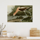 American Avocet Poster (Küche)