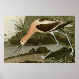 American Avocet Poster