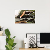 American Avocet Poster (Heimbüro)