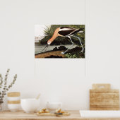 American Avocet Poster (Küche)