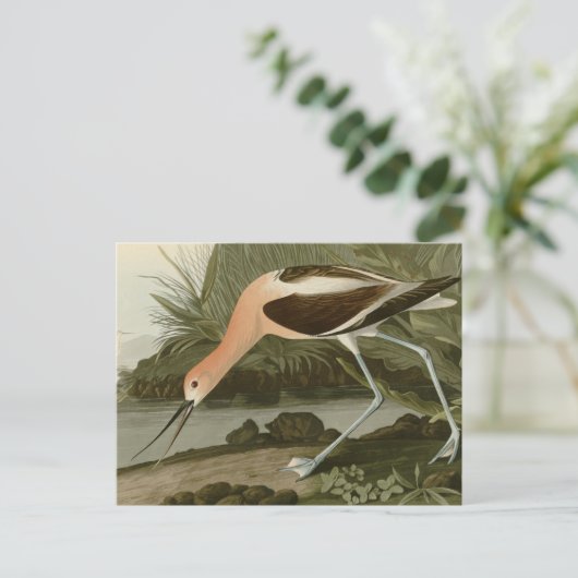 American Avocet Postkarte (Stehend Vorderseite)