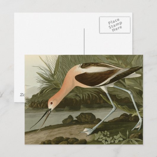 American Avocet Postkarte (Vorne/Hinten)