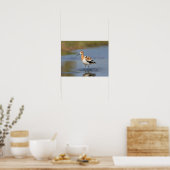American Avocet stehend im Wasser Poster (Küche)
