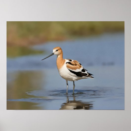 American Avocet stehend im Wasser Poster (Vorne)