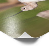 American Avocet Stretch Fotodruck (Ecke)