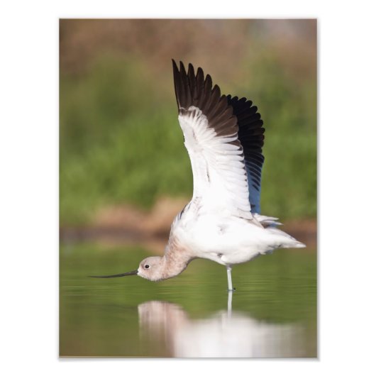 American Avocet Stretch Fotodruck (Vorne)