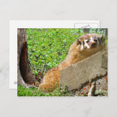 American Badger: Weck-up-Anruf Postkarte (Vorne/Hinten)