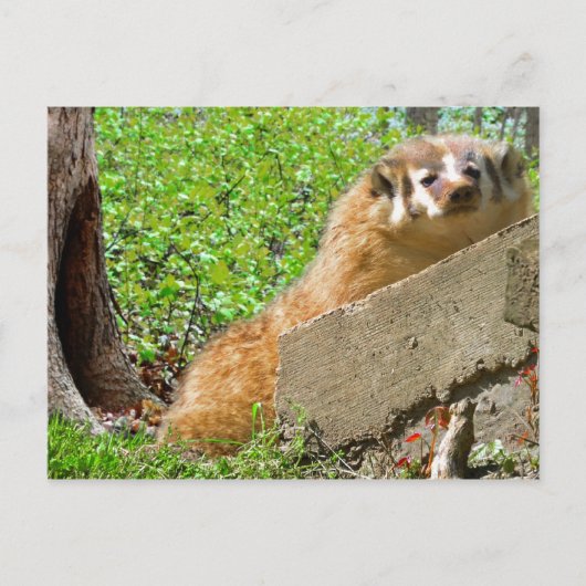 American Badger: Weck-up-Anruf Postkarte (Vorderseite)