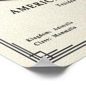 American Badger Zoology Series Poster (Ecke)