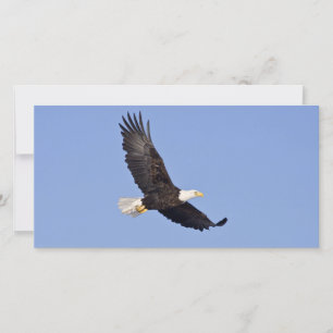 American Bald Eagle