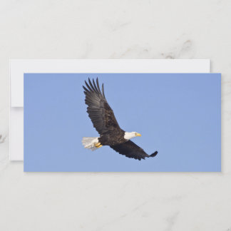 American Bald Eagle