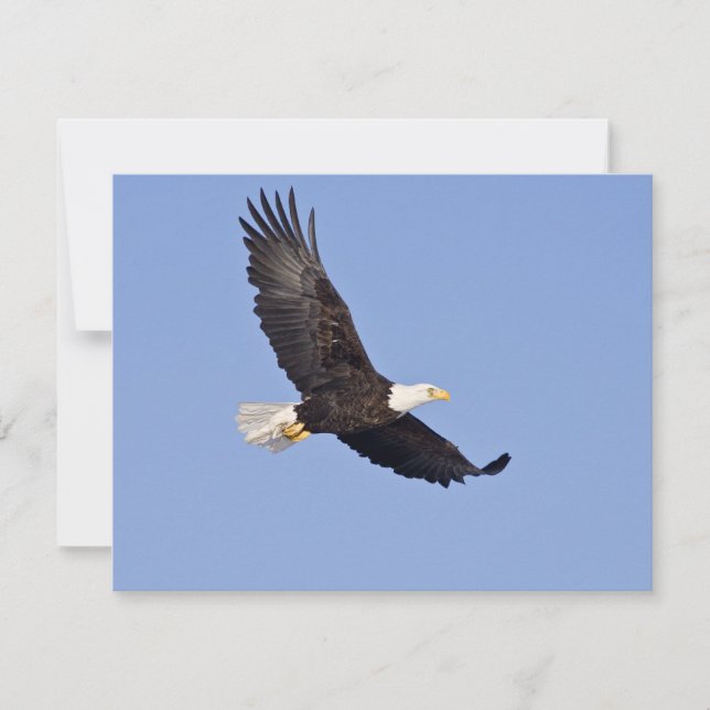 American Bald Eagle (Vorderseite)