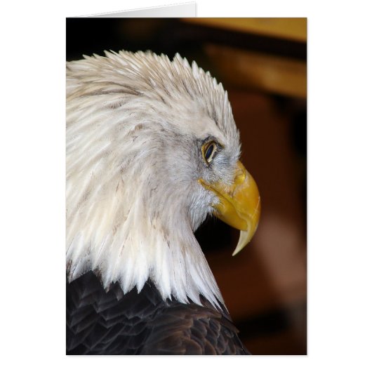 American Bald Eagle (Vorne)