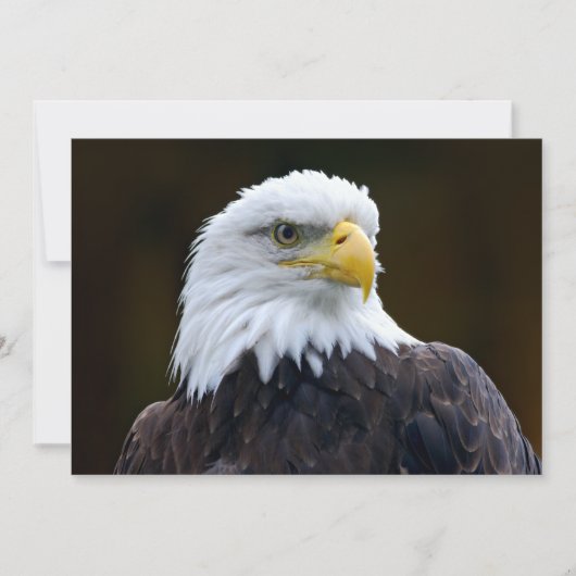 American Bald Eagle (Vorderseite)