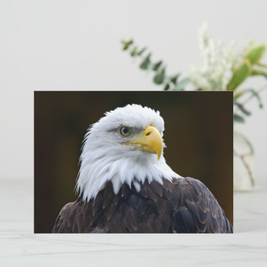 American Bald Eagle (Stehend Vorderseite)