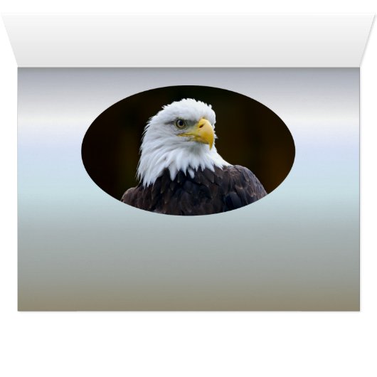 American Bald Eagle (Innenansicht Horizontal (Unten))