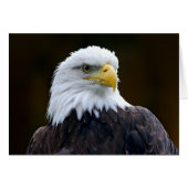 American Bald Eagle (Vorderseite (Horizontal))