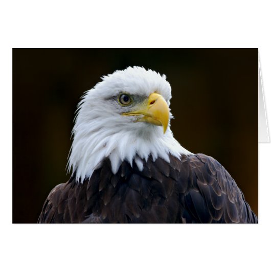 American Bald Eagle (Vorderseite (Horizontal))