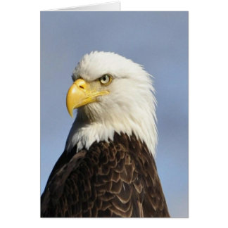 American Bald Eagle
