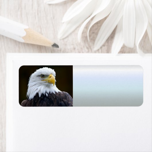 American Bald Eagle (Insitu)