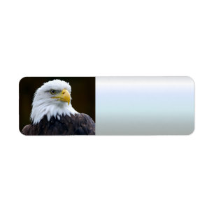 American Bald Eagle