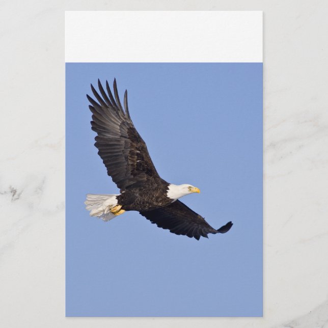 American Bald Eagle (Vorderseite)